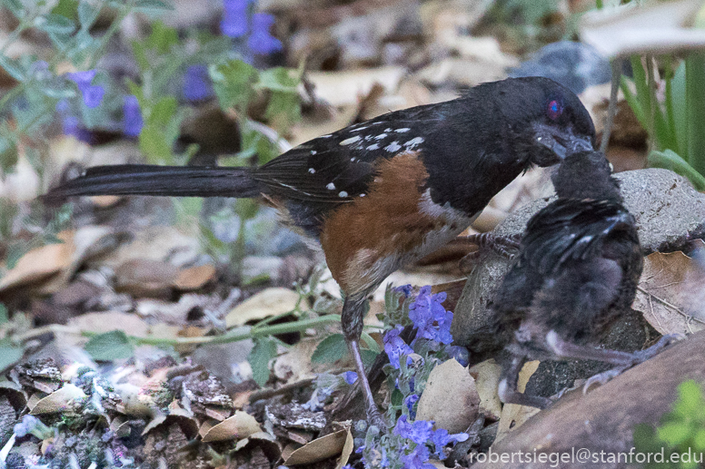 Spotted towhee